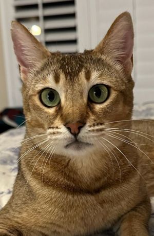 Cleo Abyssinian Cat