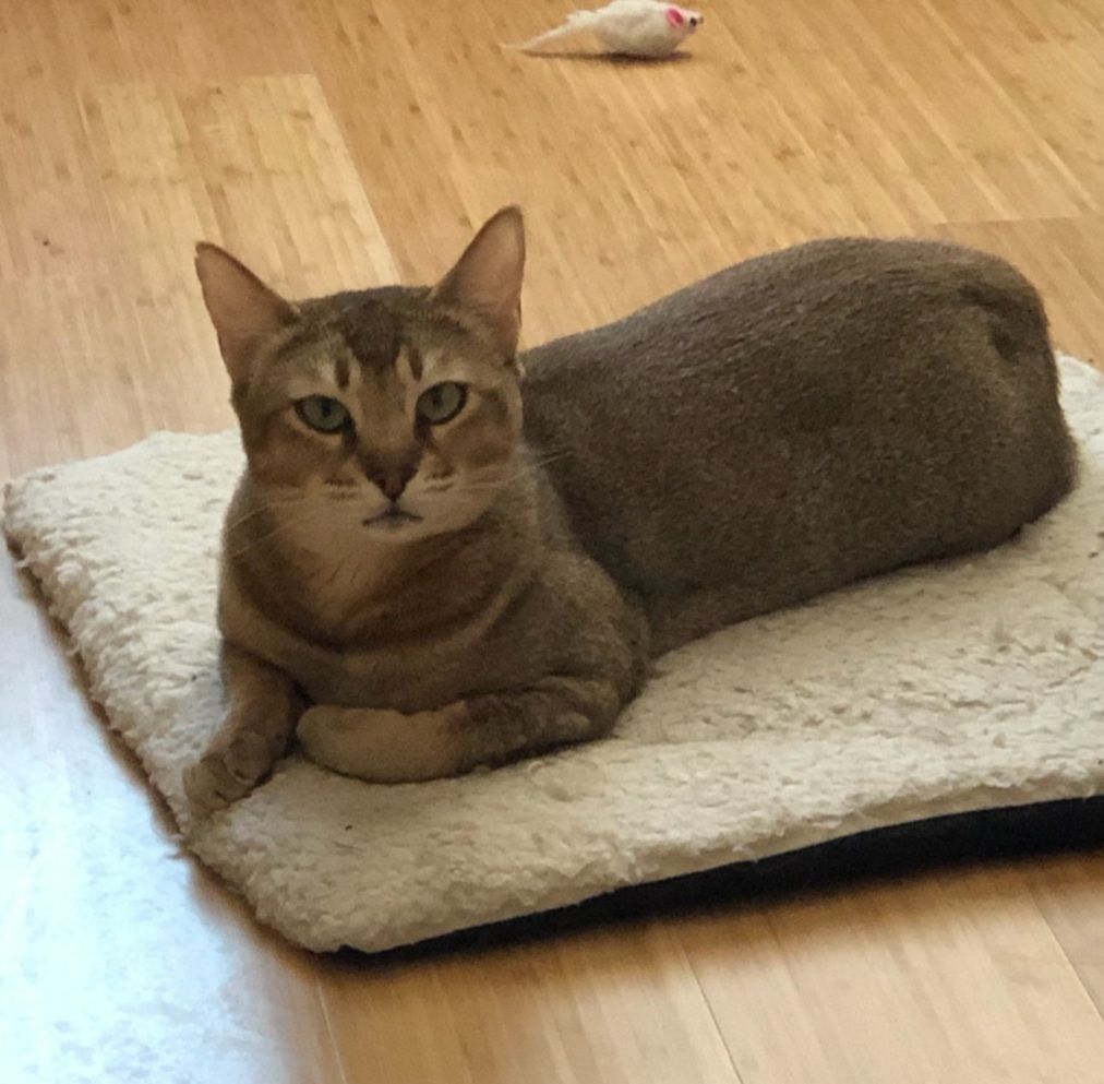Cleo, an adoptable Abyssinian, Bengal in Whittier, CA, 90608 | Photo Image 3