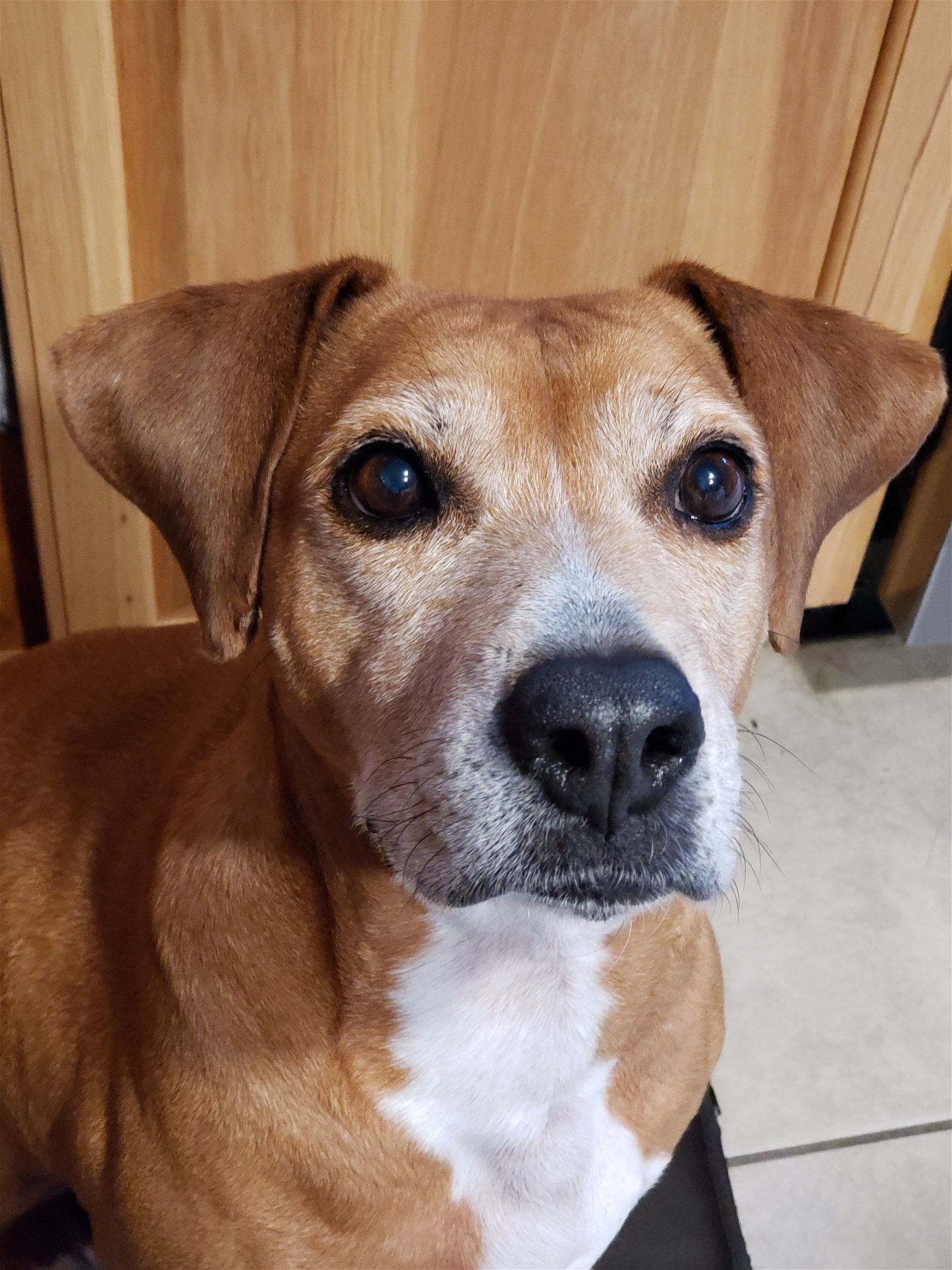 Delight - 0$ adoption fee, an adoptable Beagle in Bloomington, IL, 61701 | Photo Image 1