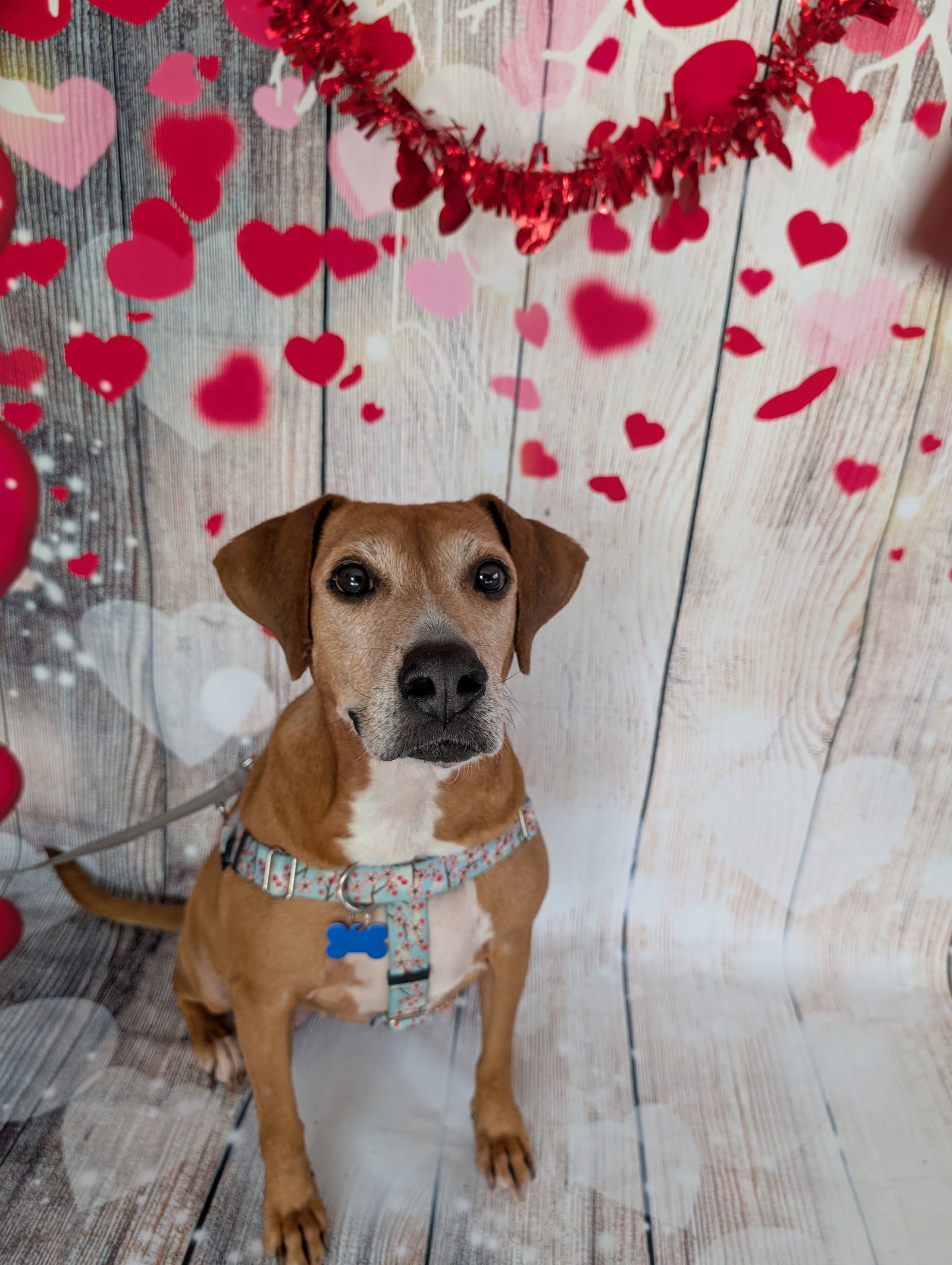 Delight - 0$ adoption fee, an adoptable Beagle in Bloomington, IL, 61701 | Photo Image 1