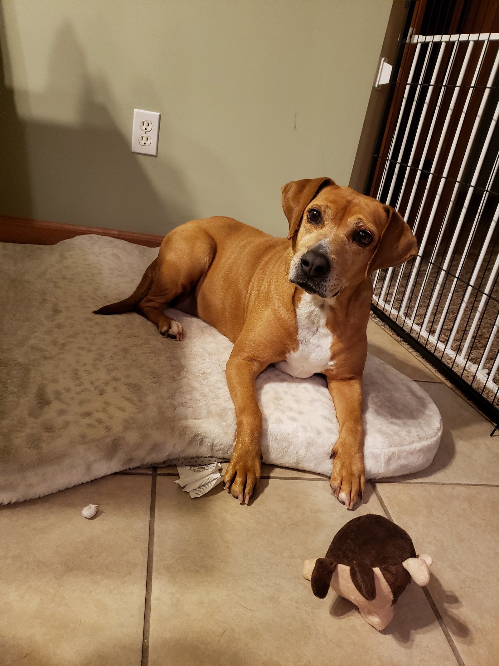 Delight - 0$ adoption fee, an adoptable Beagle in Bloomington, IL, 61701 | Photo Image 2