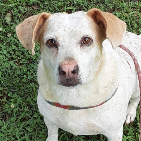 Lucy, an adoptable Australian Cattle Dog / Blue Heeler in Lynchburg, VA, 24502 | Photo Image 1