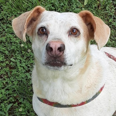 Lucy, an adoptable Australian Cattle Dog / Blue Heeler in Lynchburg, VA, 24502 | Photo Image 2