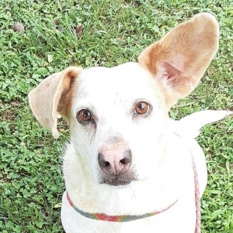 Lucy, an adoptable Australian Cattle Dog / Blue Heeler in Lynchburg, VA, 24502 | Photo Image 3