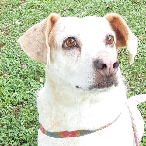 Lucy, an adoptable Australian Cattle Dog / Blue Heeler in Lynchburg, VA, 24502 | Photo Image 4