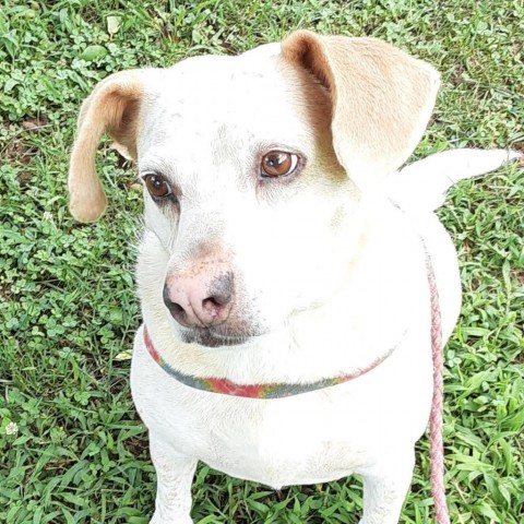 Lucy, an adoptable Australian Cattle Dog / Blue Heeler in Lynchburg, VA, 24502 | Photo Image 5
