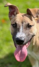 CHALUPA's profile on Petfinder.com