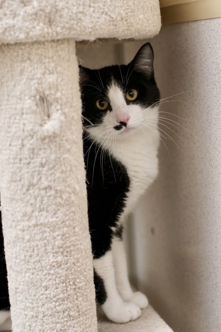Pepe Le Pew, an adoptable Domestic Short Hair in Naperville, IL_image-2