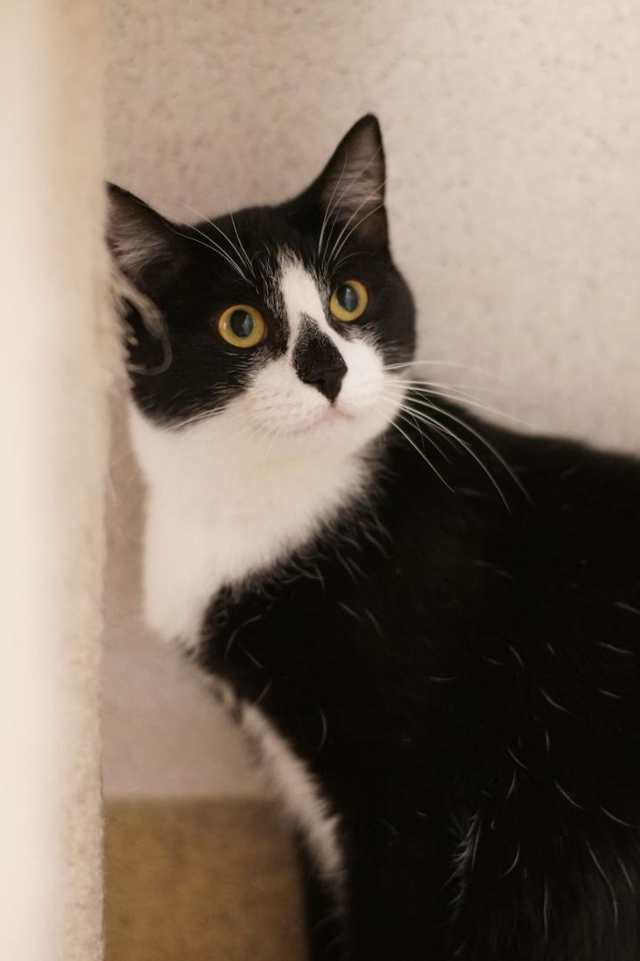 Flower, an adoptable Domestic Short Hair in Naperville, IL_image-1