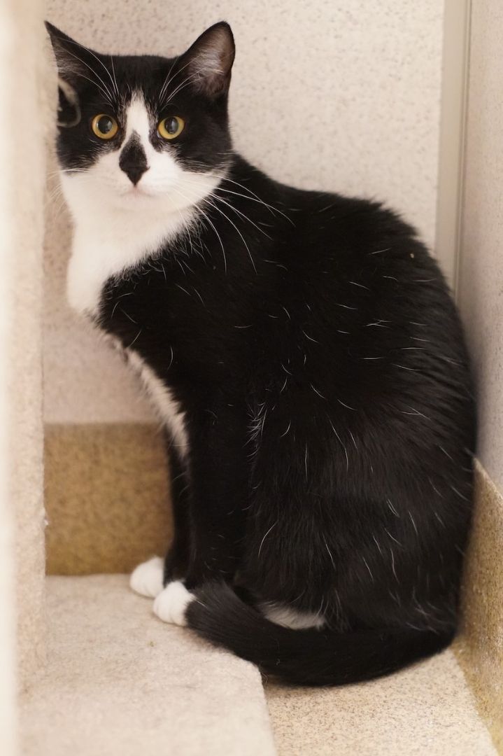 Flower, an adoptable Domestic Short Hair in Naperville, IL_image-2