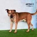 FERGUS's profile on Petfinder.com