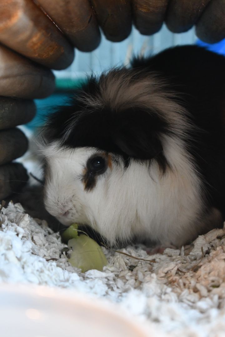 Oscar, an adopted Guinea Pig in Bellingham, WA_image-2