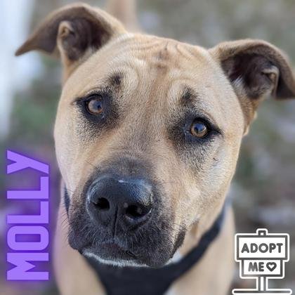Molly, an adoptable Shepherd, Pit Bull Terrier in Belleville, MI, 48111 | Photo Image 1