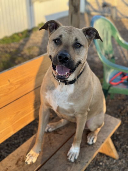 Molly, an adoptable Shepherd, Pit Bull Terrier in Belleville, MI, 48111 | Photo Image 1