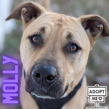 Molly, an adoptable Shepherd, Pit Bull Terrier in Belleville, MI, 48111 | Photo Image 2