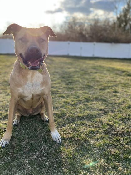 Molly, an adoptable Shepherd, Pit Bull Terrier in Belleville, MI, 48111 | Photo Image 3