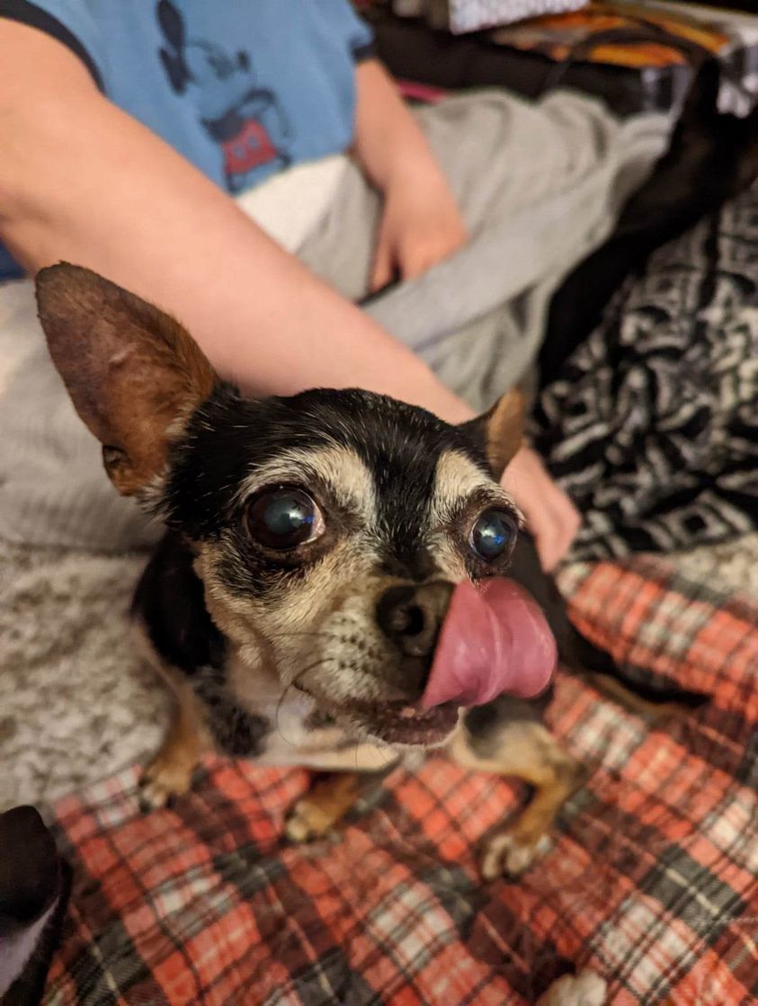 Dorothy, an adoptable Chihuahua in Columbia, MO, 65201 | Photo Image 2
