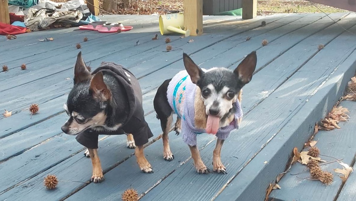 Dorothy, an adoptable Chihuahua in Columbia, MO, 65201 | Photo Image 3