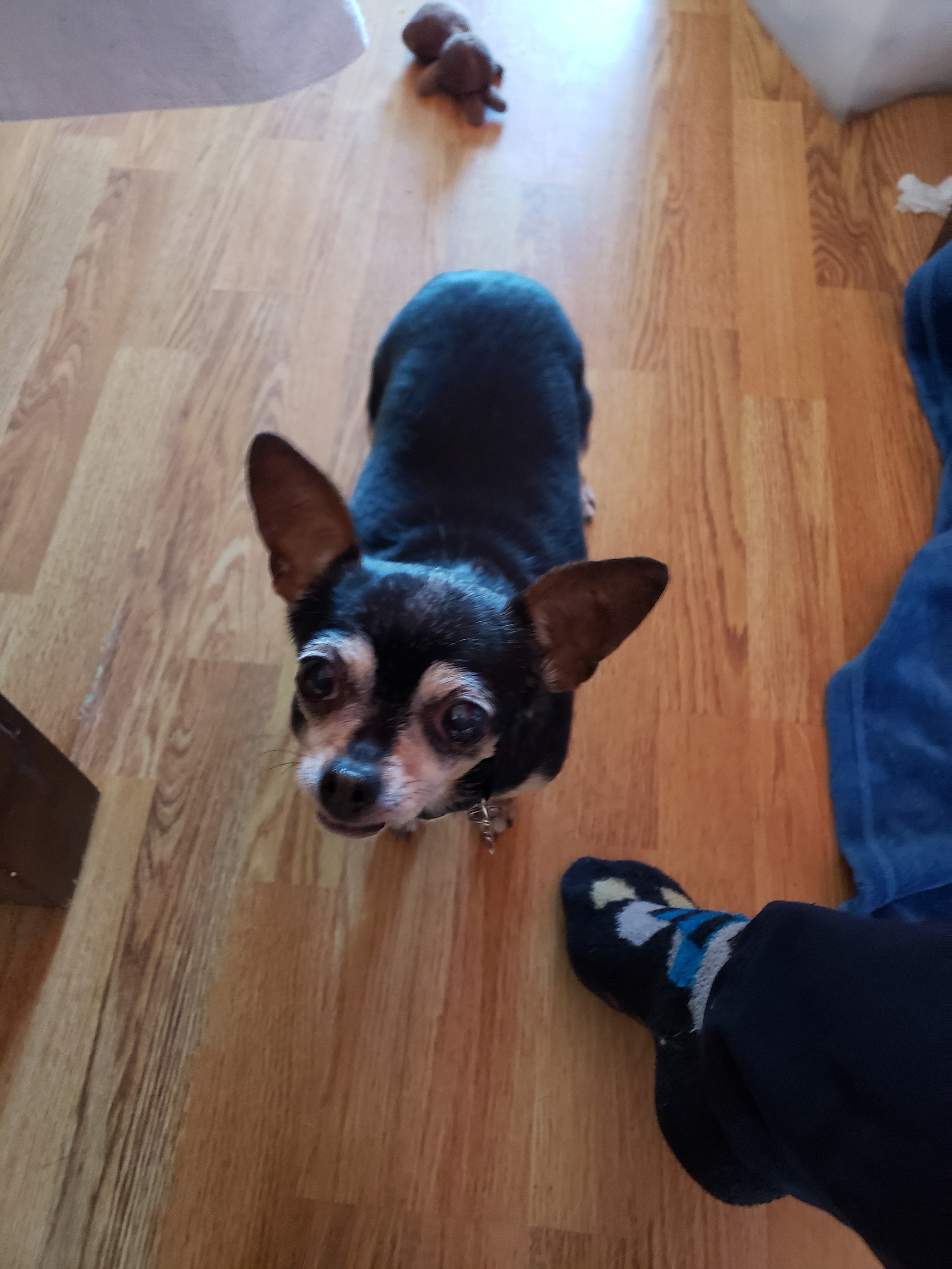 Dorothy, an adoptable Chihuahua in Columbia, MO, 65201 | Photo Image 4