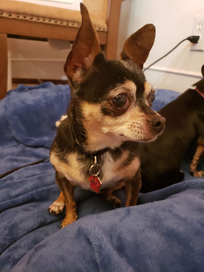 Dorothy, an adoptable Chihuahua in Columbia, MO, 65201 | Photo Image 1