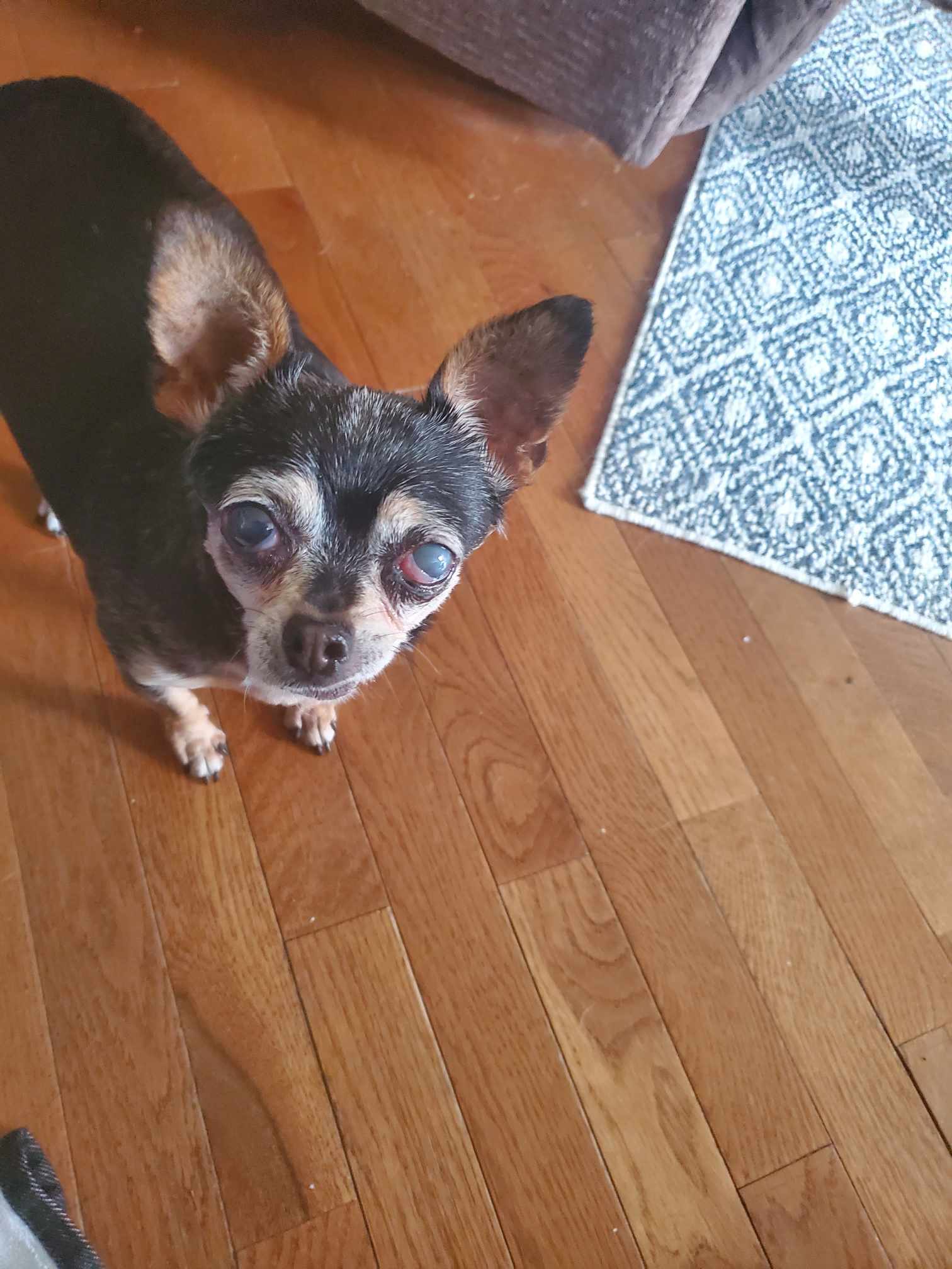 Dorothy, an adoptable Chihuahua in Columbia, MO, 65201 | Photo Image 5