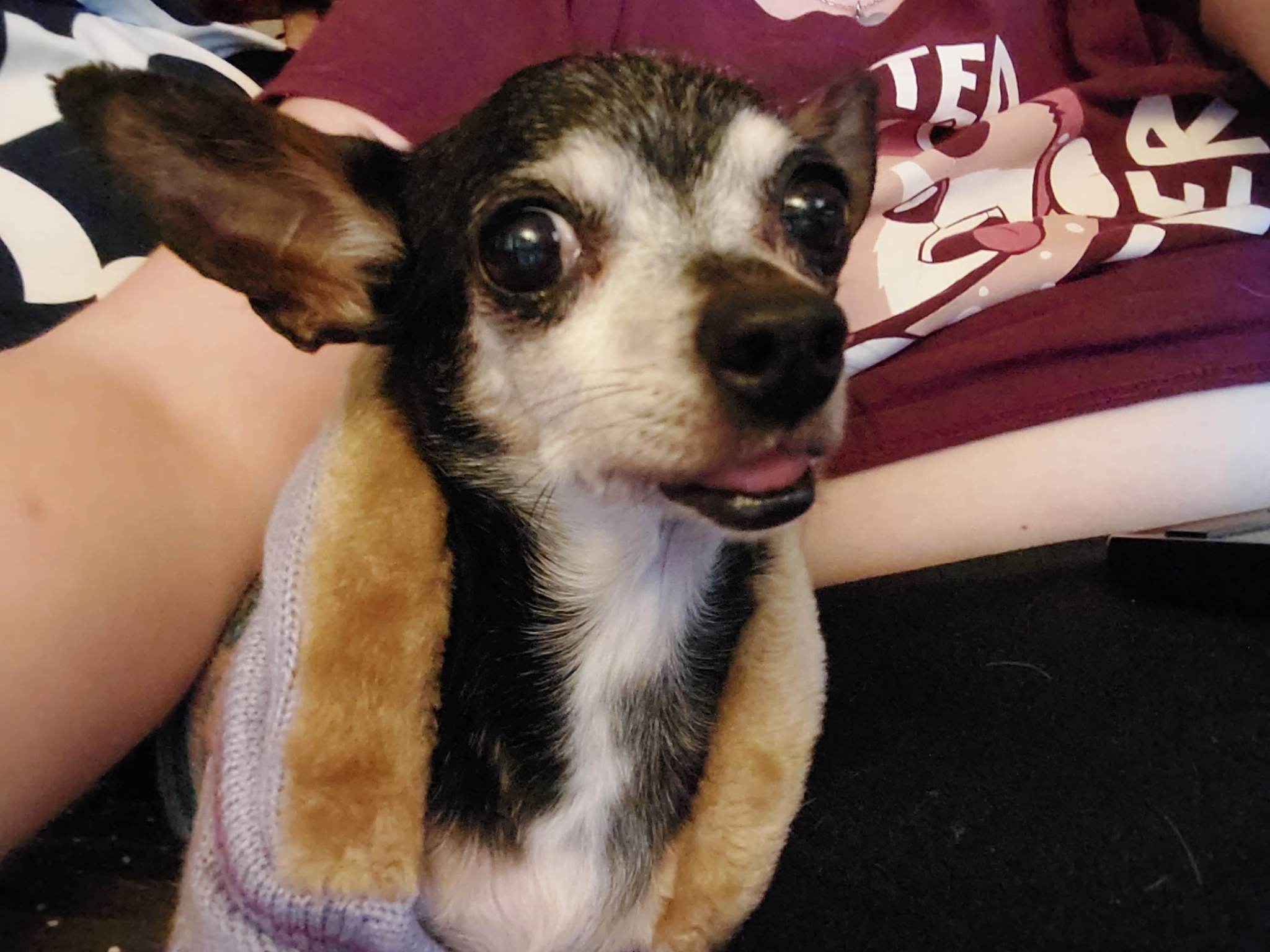 Rose, an adoptable Chihuahua in Columbia, MO, 65201 | Photo Image 2