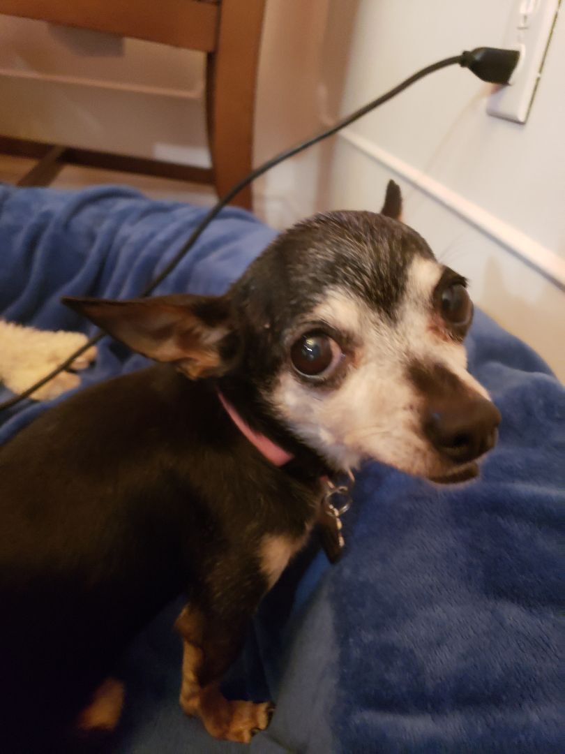 Rose, an adoptable Chihuahua in Columbia, MO, 65201 | Photo Image 4