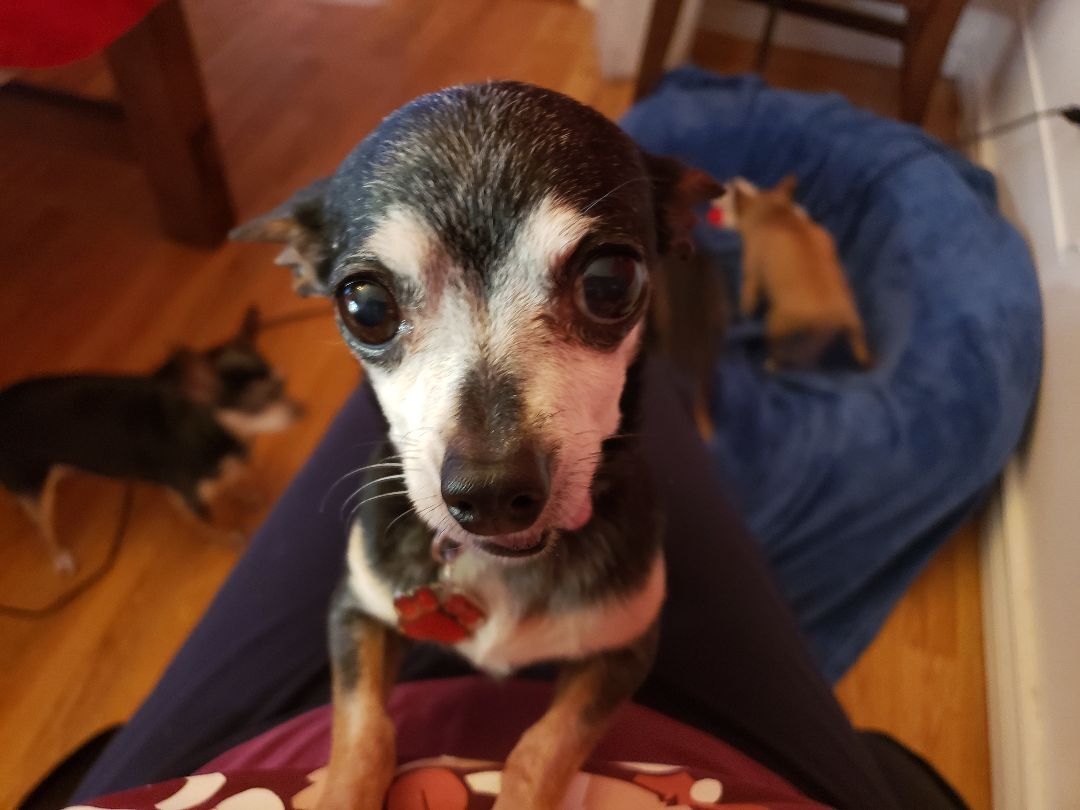 Rose, an adoptable Chihuahua in Columbia, MO, 65201 | Photo Image 1