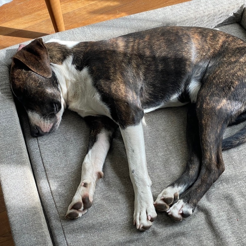 Bingo, an adoptable Pit Bull Terrier, Plott Hound in North Vancouver, BC, V7G 1B9 | Photo Image 3