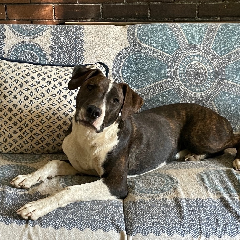Bingo, an adoptable Pit Bull Terrier, Plott Hound in Puyallup, WA, 98373 | Photo Image 1