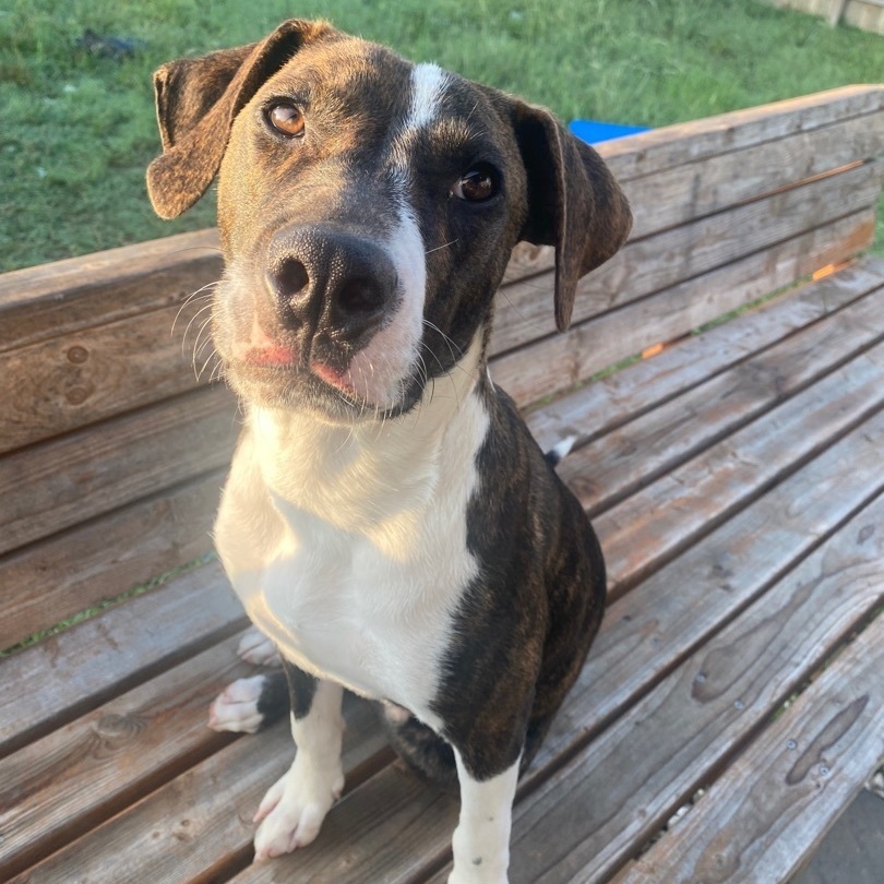 Bingo, an adoptable Pit Bull Terrier, Plott Hound in Puyallup, WA, 98373 | Photo Image 2