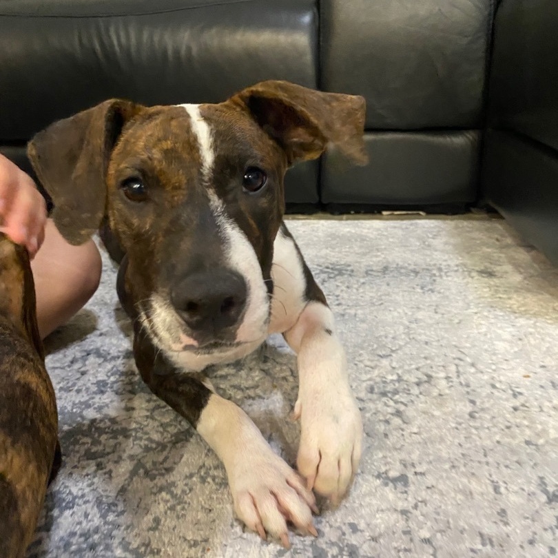 Bingo, an adoptable Pit Bull Terrier, Plott Hound in Puyallup, WA, 98373 | Photo Image 4
