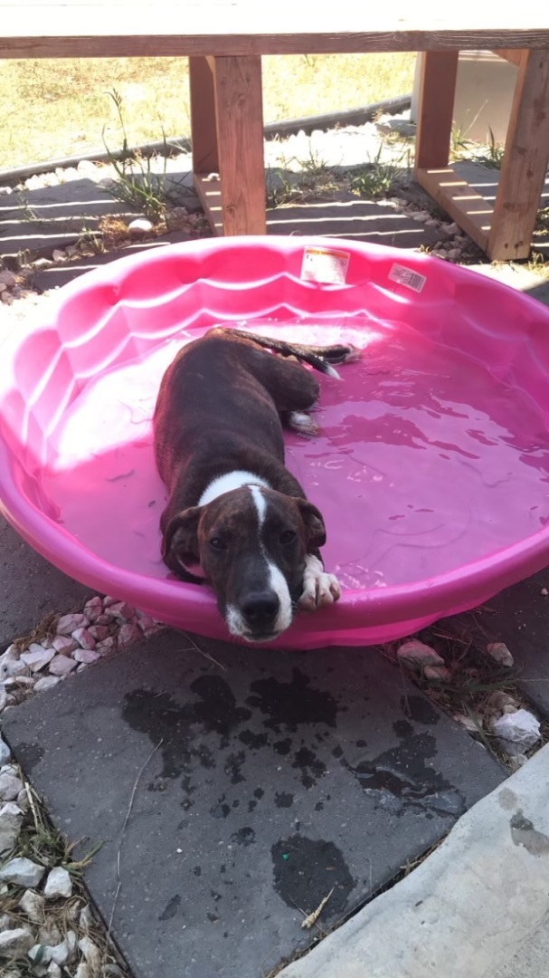 Bingo, an adoptable Pit Bull Terrier, Plott Hound in Puyallup, WA, 98373 | Photo Image 6
