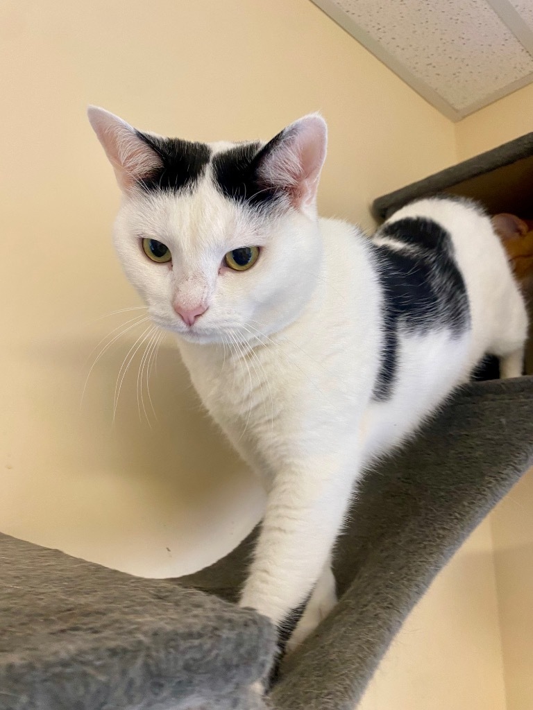 Louisa, an adoptable Domestic Short Hair in Clinton, SC, 29325 | Photo Image 1