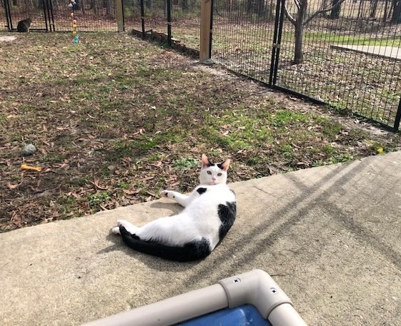 Louisa, an adoptable Domestic Short Hair in Clinton, SC, 29325 | Photo Image 2