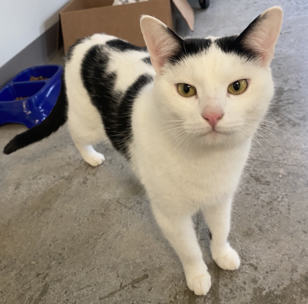 Louisa, an adoptable Domestic Short Hair in Clinton, SC, 29325 | Photo Image 6