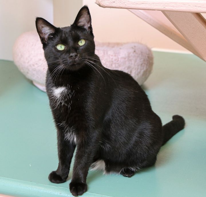 Figgy, an adoptable Domestic Short Hair in Charles Town, WV_image-4