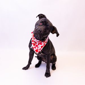 Pen 184 Valentine Pit Bull Terrier Dog