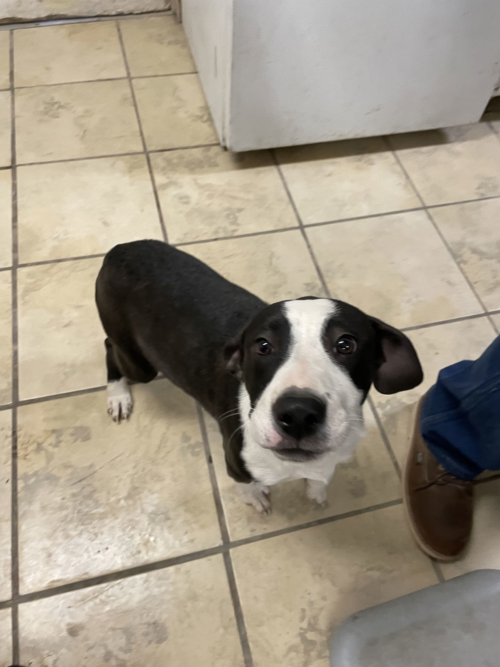 Zailor, an adoptable Border Collie, Pit Bull Terrier in El Centro, CA, 92243 | Photo Image 1