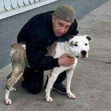 Landon, an adoptable Pit Bull Terrier & American Bulldog Mix in Wantagh, NY_image-2