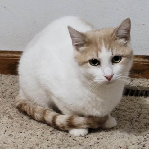 Sammy (FeLV+)- Bonded to Nelson (FeLV+), an adoptable Domestic Short Hair in Middleton, WI, 53562 | Photo Image 1