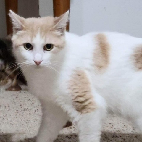 Sammy (FeLV+)- Bonded to Nelson (FeLV+), an adoptable Domestic Short Hair in Middleton, WI, 53562 | Photo Image 3