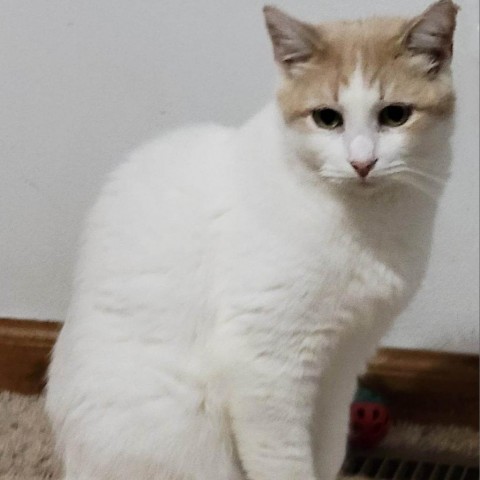 Sammy (FeLV+)- Bonded to Nelson (FeLV+), an adoptable Domestic Short Hair in Middleton, WI, 53562 | Photo Image 4