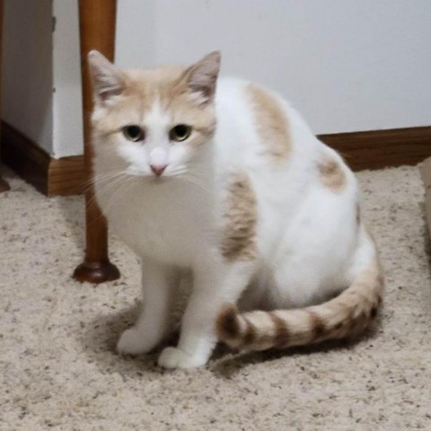 Sammy (FeLV+)- Bonded to Nelson (FeLV+), an adoptable Domestic Short Hair in Middleton, WI, 53562 | Photo Image 5