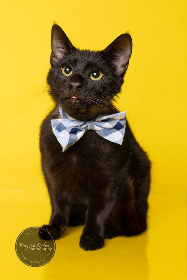 Hawk, an adopted Domestic Short Hair in Northport, AL_image-3