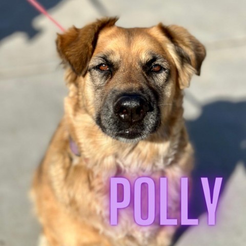 Polly, an adoptable Mixed Breed in Fresno, CA, 93725 | Photo Image 1