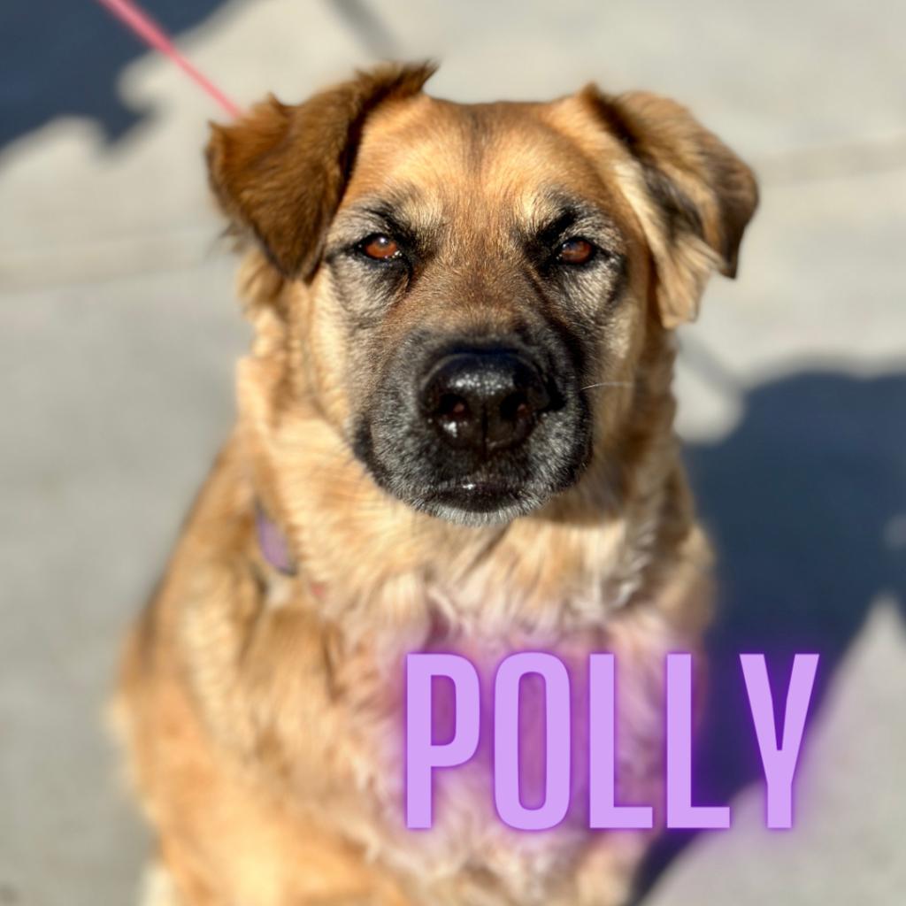 Polly, an adoptable Mixed Breed in Fresno, CA, 93725 | Photo Image 1