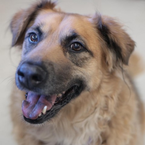 Polly, an adoptable Mixed Breed in Fresno, CA, 93725 | Photo Image 2