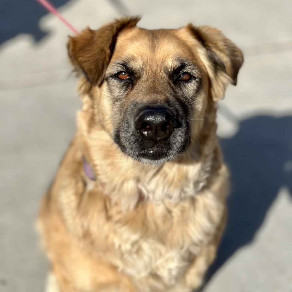 Polly, an adoptable Mixed Breed in Fresno, CA, 93725 | Photo Image 2