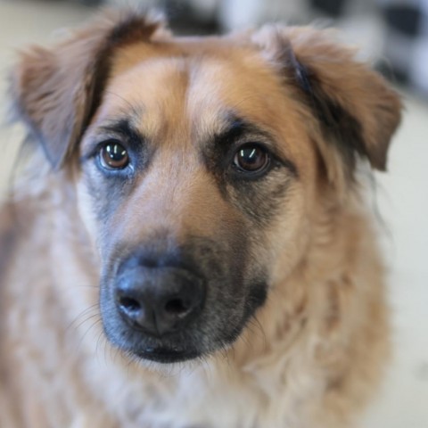 Polly, an adoptable Mixed Breed in Fresno, CA, 93725 | Photo Image 3